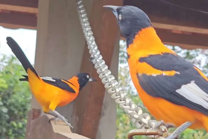 venezuelan troupial