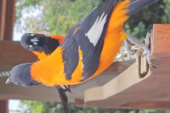venezuelan troupial