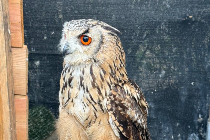 bubo bengalensis