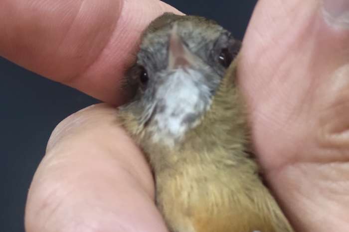 witbuikjungletimalia > pellorneum albiventre