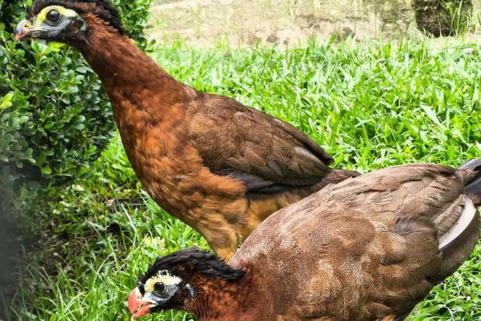hokko birds
