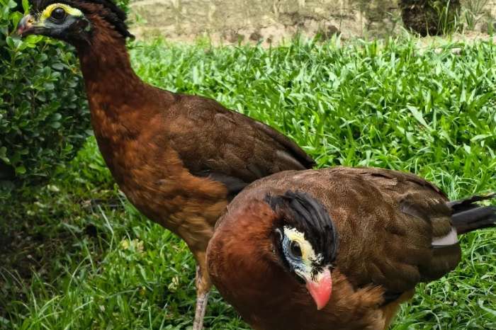 hokko birds