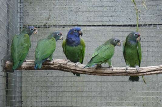 jonge onverwante koppels pionus menstruus zwartoorpapegaai