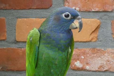 jonge onverwante koppels pionus menstruus zwartoorpapegaai