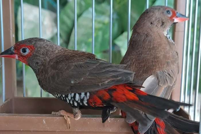 picta birds