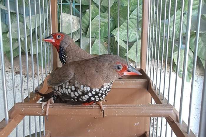 picta birds