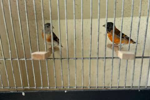 kapoetsen sijzen