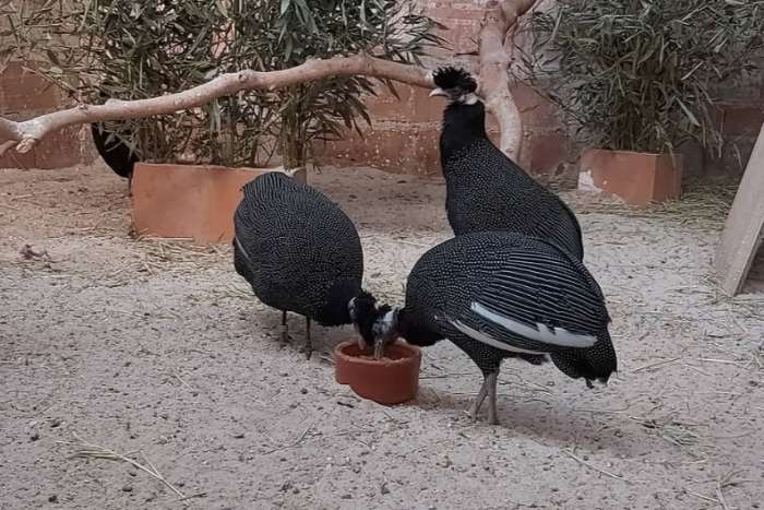 crested guineafowl