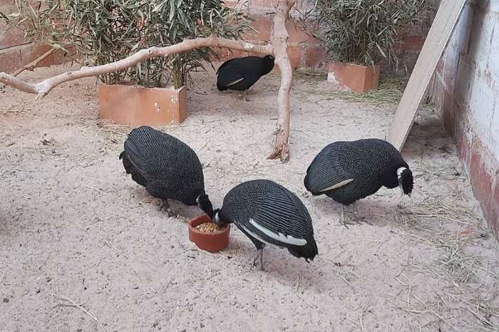crested guineafowl