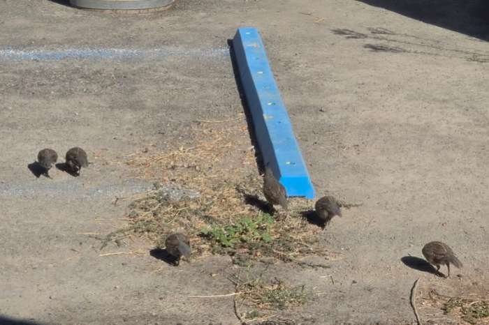 californische kwartelvogels