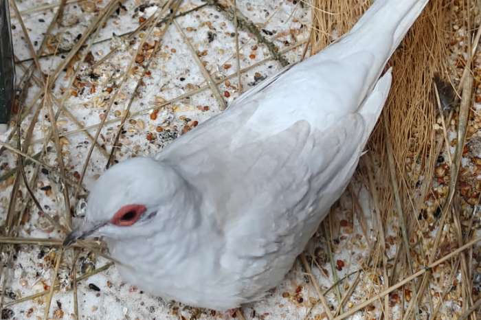 diamantduif witte doffer