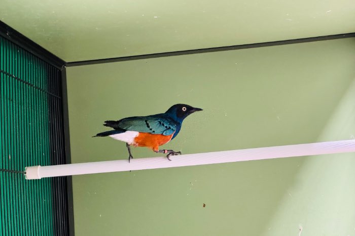meerdere driekleur glansspreeuw