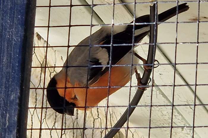 kleine goudvink