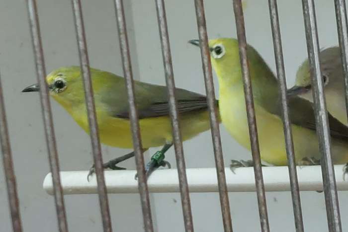 zosterops senegalensis putte 20 september