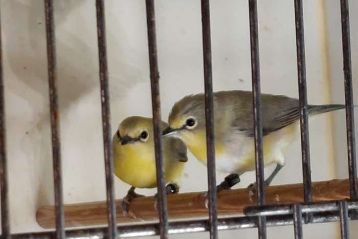 zosterops senegalensis putte 20 september