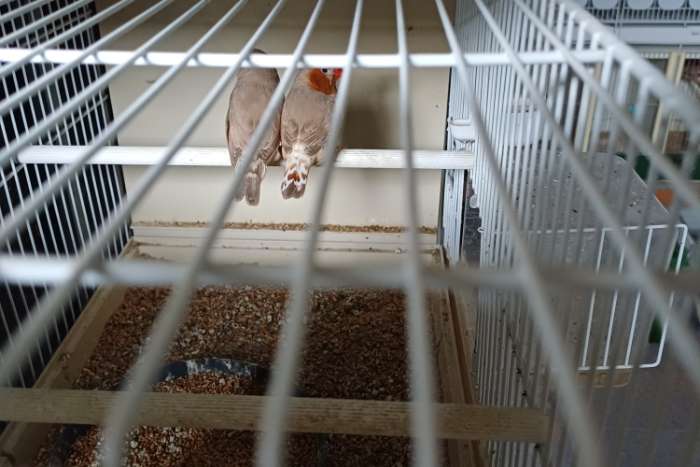 oranjeborst zebravinken