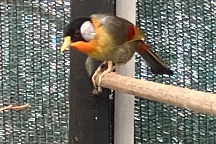 zilveroornachtegalen