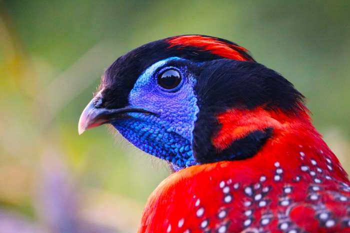 temminck's tragopanen (tragopan temminckii)