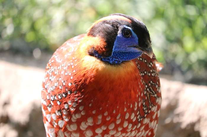 temminck's tragopanen (tragopan temminckii)
