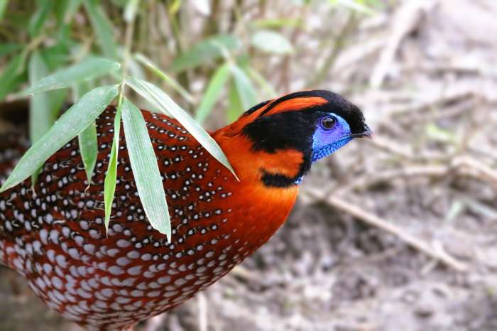 temminck's tragopanen (tragopan temminckii)