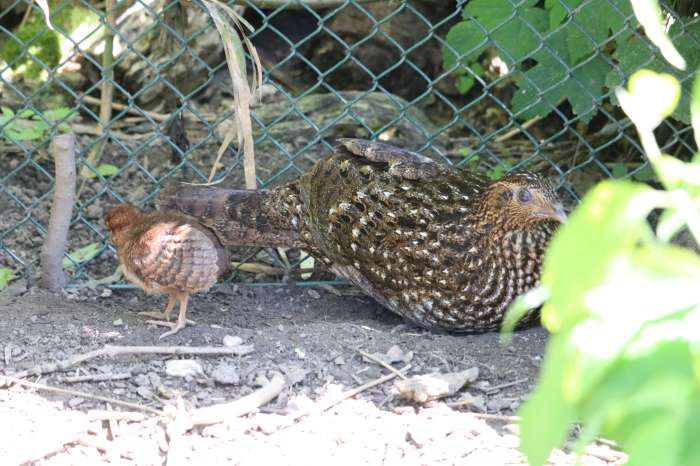 temminck's tragopanen (tragopan temminckii)