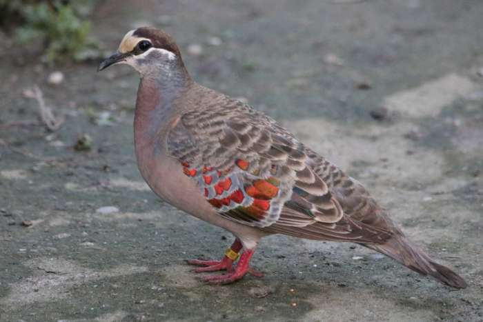 bronsvleugelduiven (phaps chalcoptera)