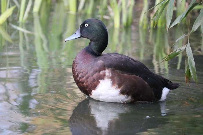 baer's witoogeend (aythyae baeri)