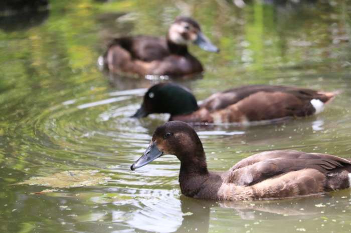 baer's witoogeend (aythyae baeri)