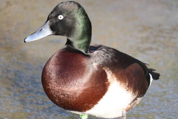 baer's witoogeend (aythyae baeri)