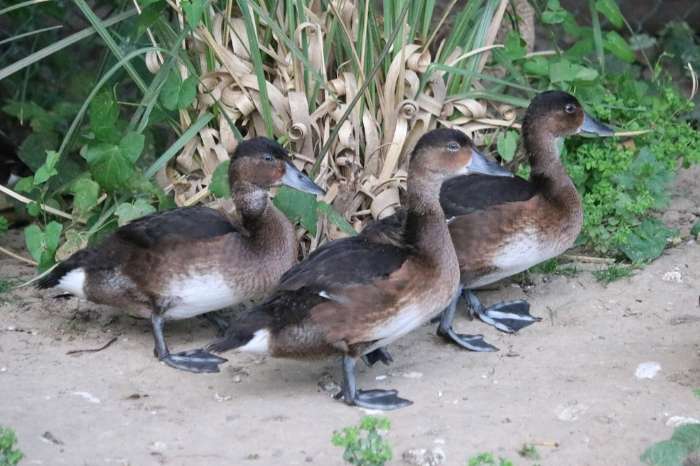 baer's witoogeend (aythyae baeri)