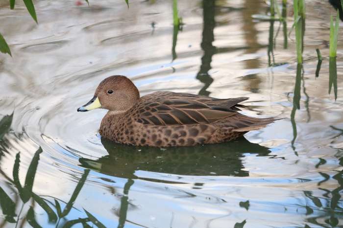 south georgia pijlstaart (a. g. georgica)