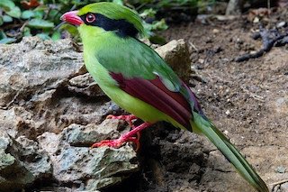 3-3 groene kitta (cissa hypoleuca concolor)