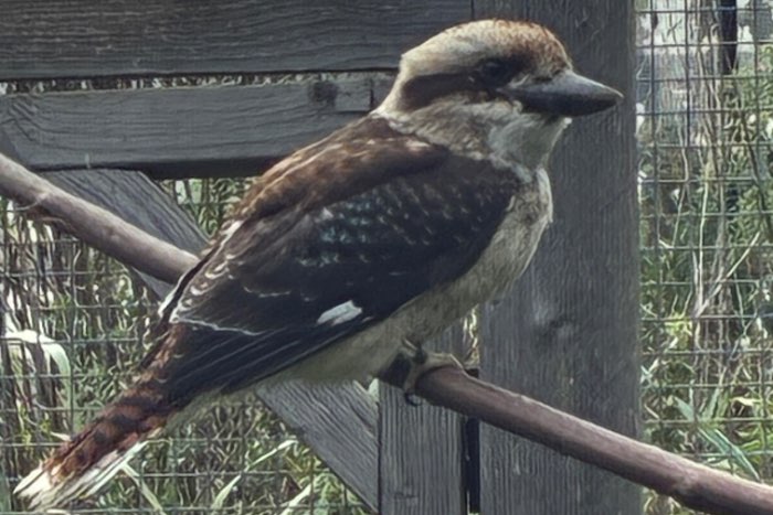 kookaburra onverwant koppel 2026