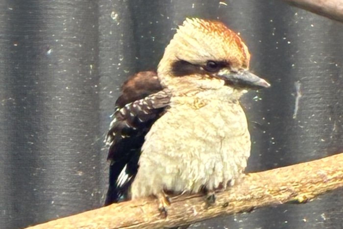 kookaburra onverwant koppel 2026