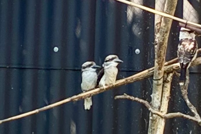 kookaburra onverwant koppel 2026