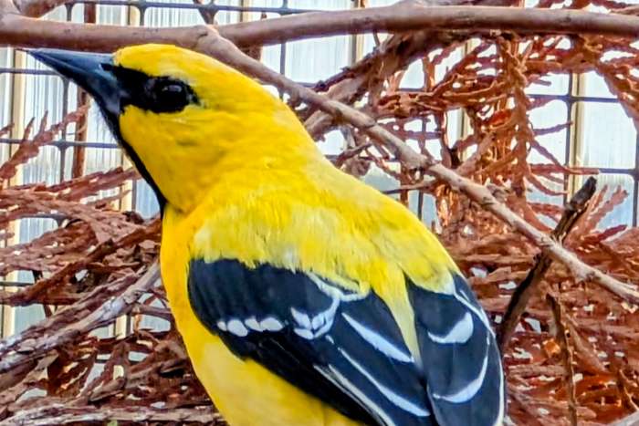 icterus nigrogularis