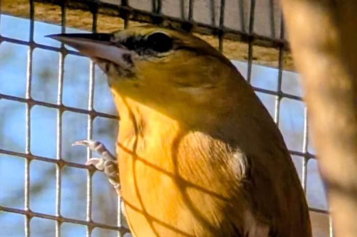 icterus bullockii
