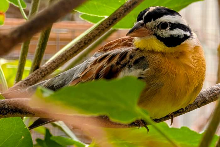 emberiza flaviventris