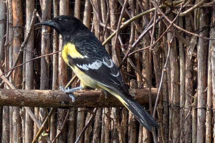 icterus parisorum