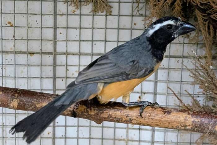 saltator orenocensis