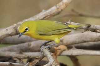 4-4 senegal brilvogel (zosterops senegalensis)