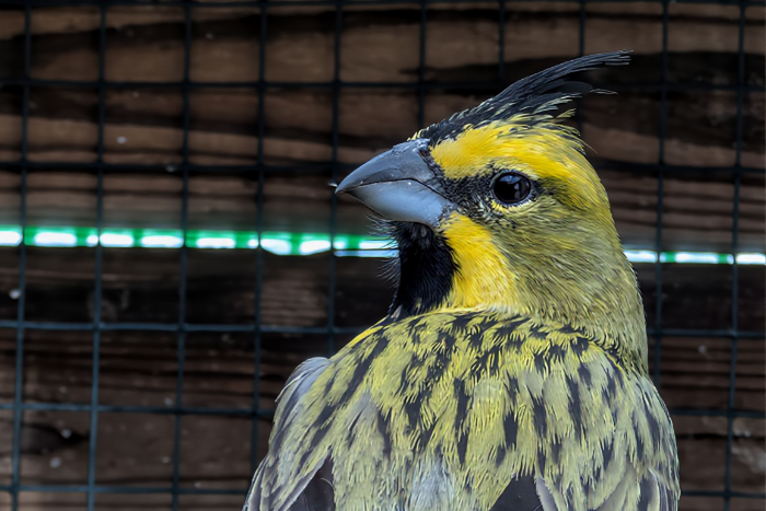 gubernatrix cristata