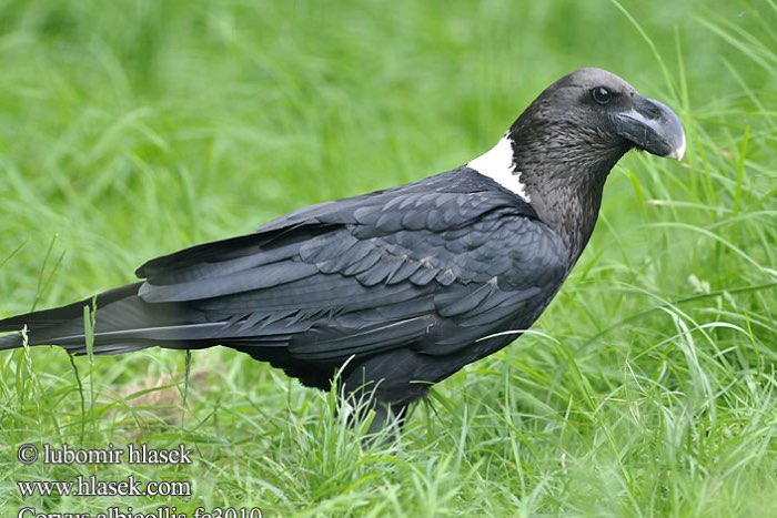 2-1 corvus albicollis 2025