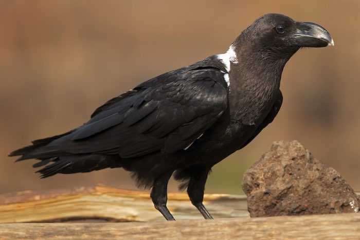 2-1 corvus albicollis 2025