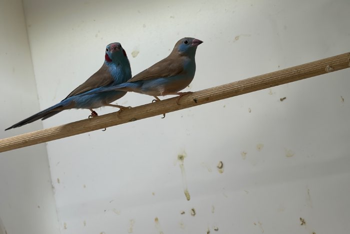 maskeramadine en roodwang blauwfazantjes