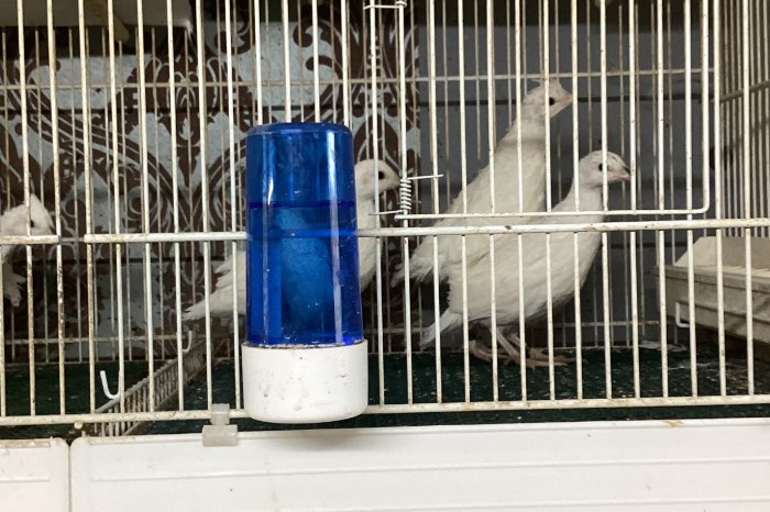 witte boom kwartels met dna