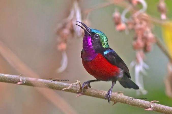 sunbirds