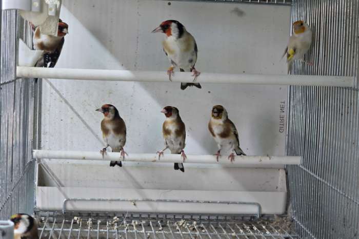 lot kleine putters