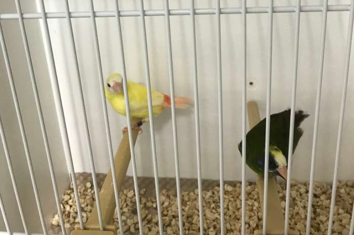 vogelmarkt kweeklust voorthuizen