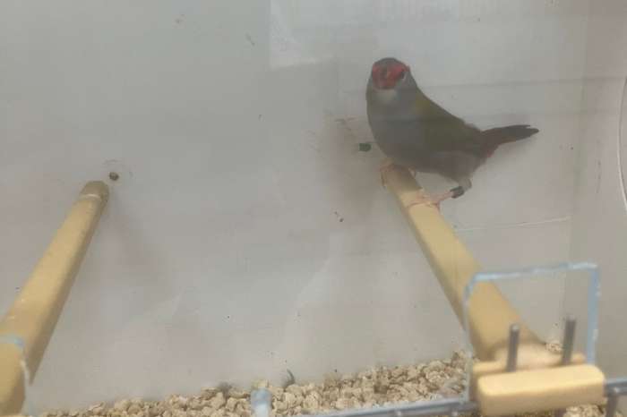 vogelmarkt kweeklust voorthuizen